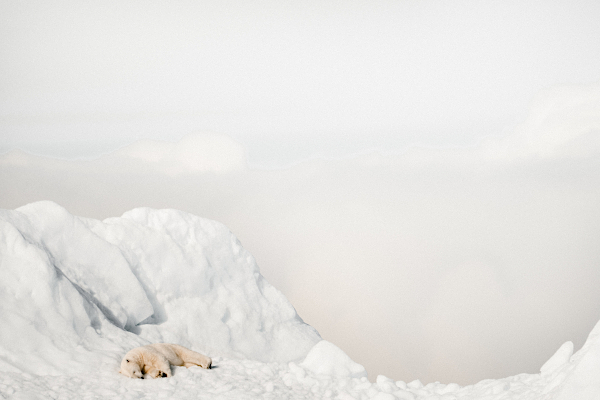 An icebear sleeping is snowy nature