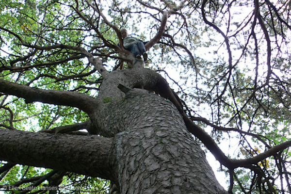 Child up a tree from below