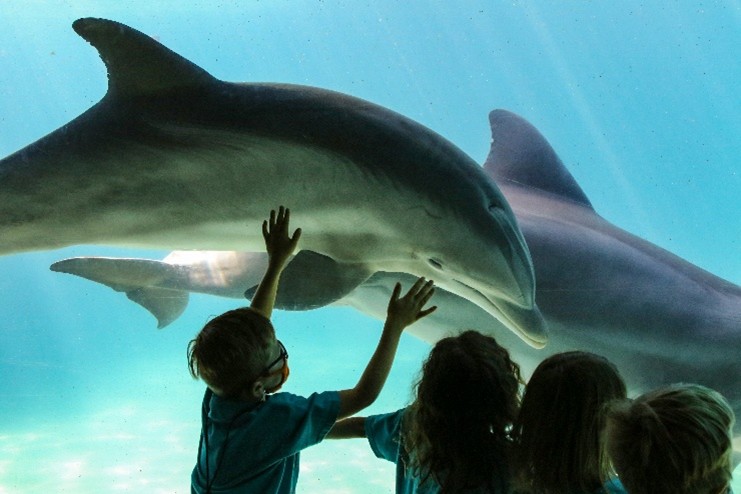 kid in green shirt touching a mirror with a dolphin