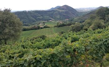UNESCO_MAB Euganean Hills vineyards