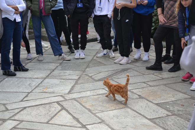 a kitten joining us