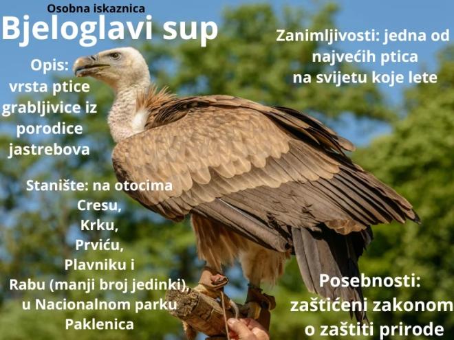 Digitalnu iskaznicu bjeloglavog supa napravili učenici 2. a razreda Osnovne škole "Dobriša Cesarić" Osijek s učiteljicom Marijom Bilić.