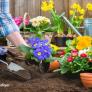 planting flowers and other plants to meet sprıng,renew ourselves with nature ,