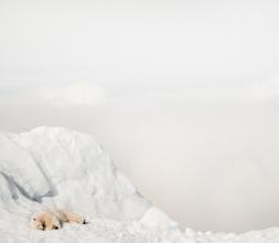 An icebear sleeping is snowy nature