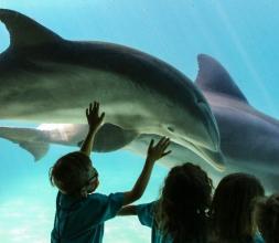 kid in green shirt touching a mirror with a dolphin