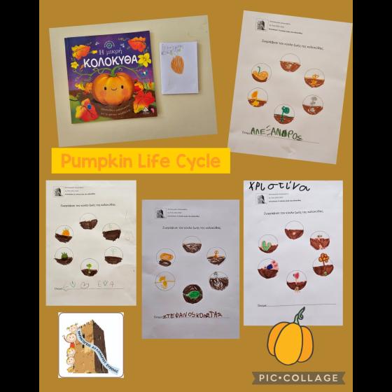 pumpkin life cycle