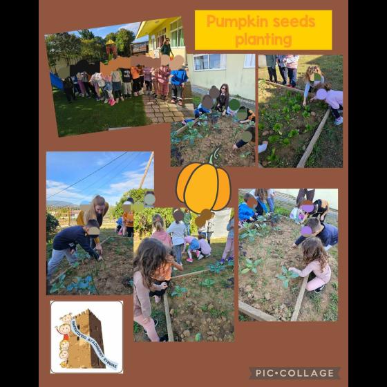 planting seed pumpkins