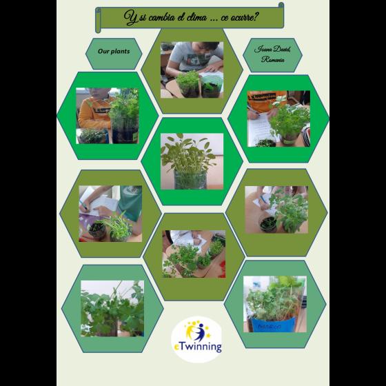 Our plants