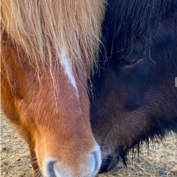 icelandic horses