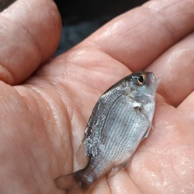 KEEP FISH SAFE AND SOUND