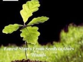 forest starts from seeds