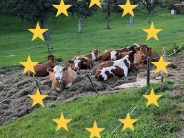 Cows EU