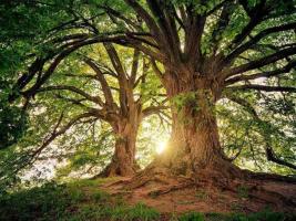 A Tree means so much for us, human beings