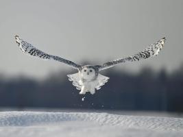 flying white owl