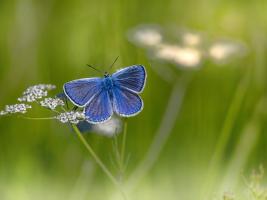 Blue butterfly against grass background