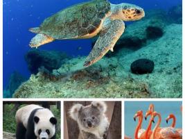 Seçilen hayvanlar deniz kaplumbağaları, panda, koala, flamingodur.