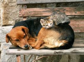 As we are sharing the same world, helping the stray animals and making a more peaceful world should be our motto.