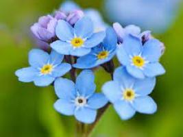 Forget-me-not is the plant symbol of the 30th anniversary of my school celebration. 