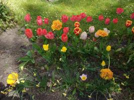 tulips in the flower bed