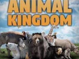 welcome to the animal kingdom