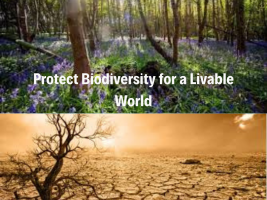 The best example to express how important biodiversity is for all living life