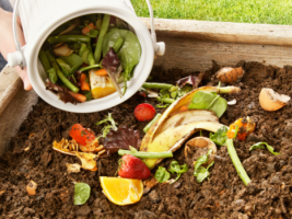 We recycle kitchen waste into the soil.