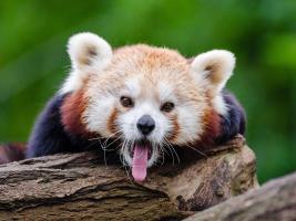 The representation of a red panda bear, one of the children favourite endangered animals.