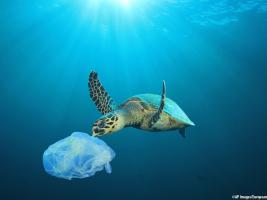 a turtle mistakes a plastic bag for a jellyfish