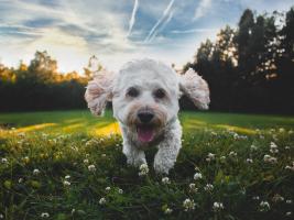 Razigran i veseo pas trči po travi. A playful and cheerful dog runs on the grass.