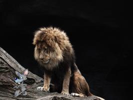 A lion looking at a mouse