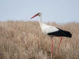 Lithuanians National bird - a stork.
