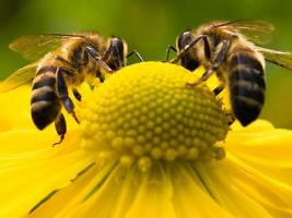 Η συλλογή του νέκταρ από τις μέλισσες.