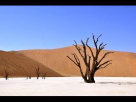 a dry tree in a  landscape desert  from drought 
