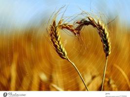 We see a heart with ear of wheat, the main food of people.