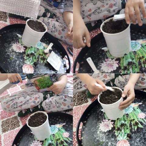 Plant