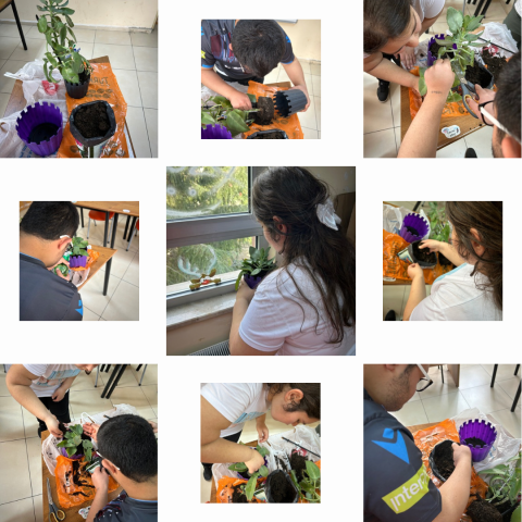 Plant care Plant care