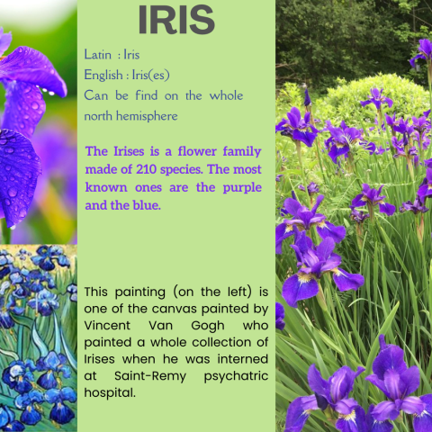 Iris (by Rafael & Rahmatullah)