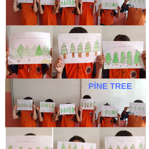 pine tree