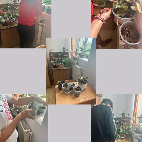 We carried out the plant care activity in our classroom. We carried out the plant care activity in our classroom.