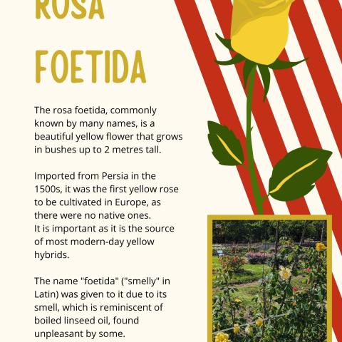 Rosa Foetida Rosa foetida