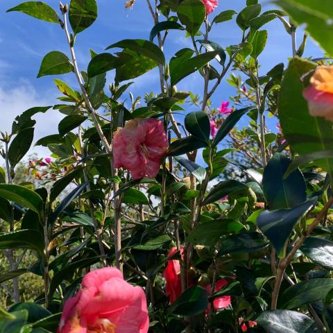 Camellia