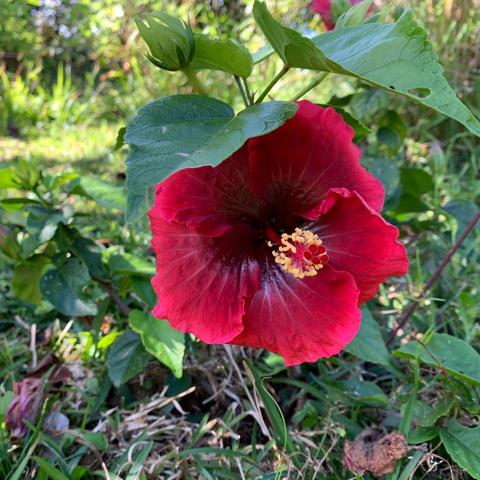 Hibiscus