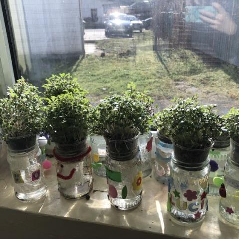 plante